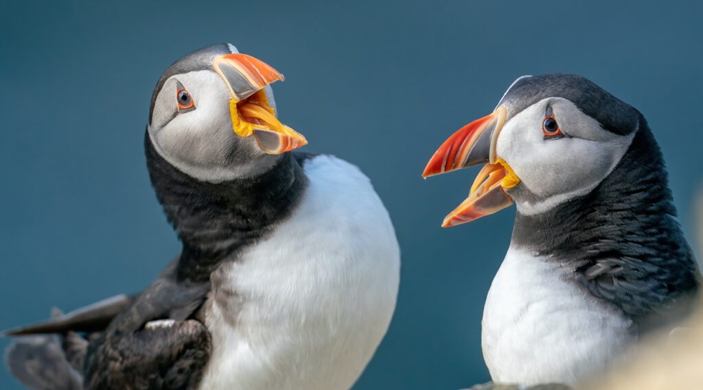 Birds - Ducks with orange beak