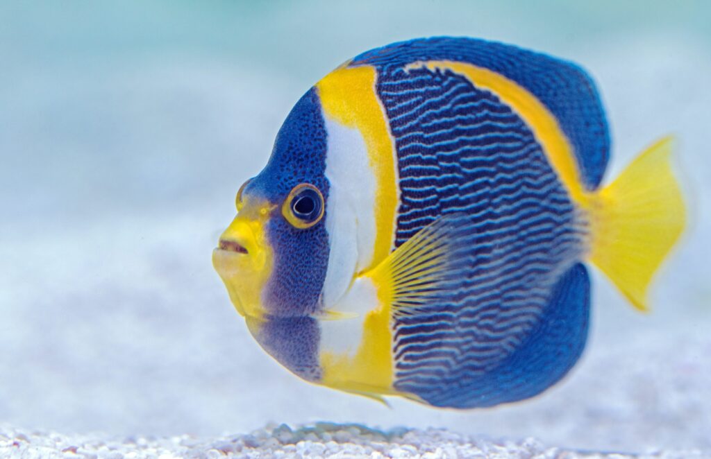 Yellow and blue fish